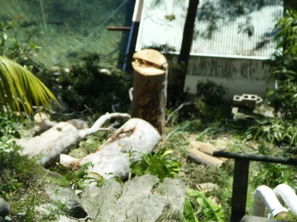 Cut logs and a tree stump in a Sydney backyard after a removal, ready for stump grinding